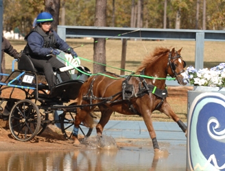 Goldhills Musketeer - Section B Welsh pony