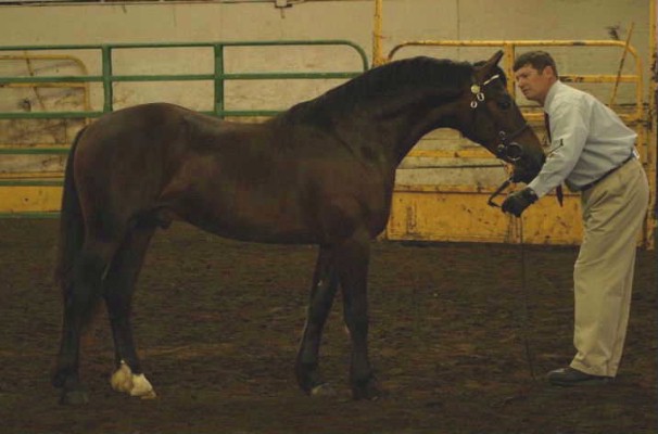 Gallod Owain - National Champion Section D Welsh Cob Colt