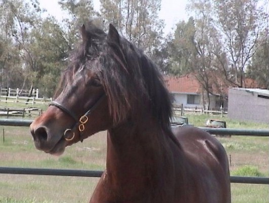 Gallod Owain - Section D Welsh Cob