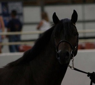 Gallod Owain - National Champion Section D Welsh Cob colt