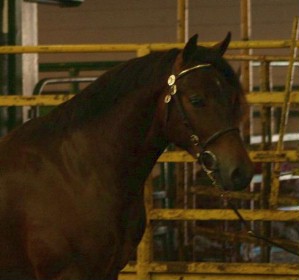 Gallod Owain - National Champion Section D Welsh Cob colt