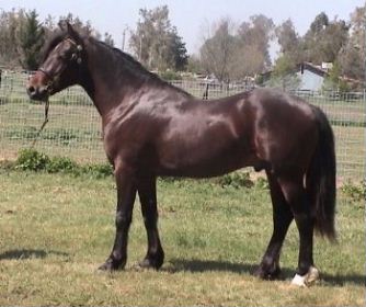 Gallod Owain  - Section D Welsh Cob