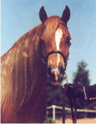 Champion Section C Welsh Mare by *Okeden Taffy