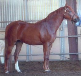 Goldhills Ready to Rumble - Section B Welsh pony gelding