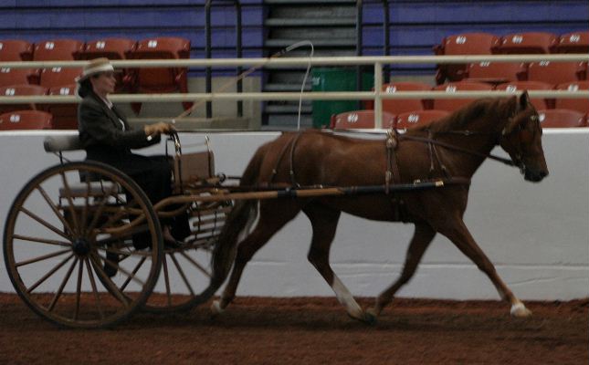 Goldhills Ready to Rumble - Champion Section B Welsh Pony Gelding