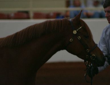 Goldhills Ready to Rumble - Section B Welsh Pony Gelding