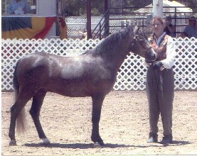 Goldhills Silver Screen - Champion Section B Welsh Gelding