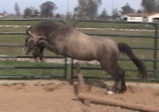 Goldhills Silver Screen - Section B Welsh Gelding