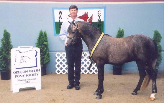 Goldhills Silver Screen - Section B Welsh Pony Gelding