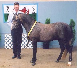 Goldhills Silver Screen - Section B Welsh Gelding