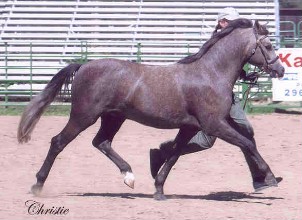 Goldhills Silver Screen - Champion Section B Welsh Gelding