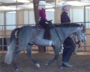 Goldhills Silver Screen - Section B Welsh Gelding with Riley Boyd