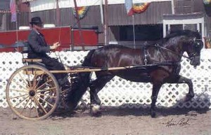 Sydenham Gardenia - Goldhills National Champion Section D Welsh Cob Mare