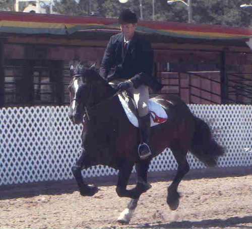 National Champion Sydenham Gardenia - Section D Welsh Mare