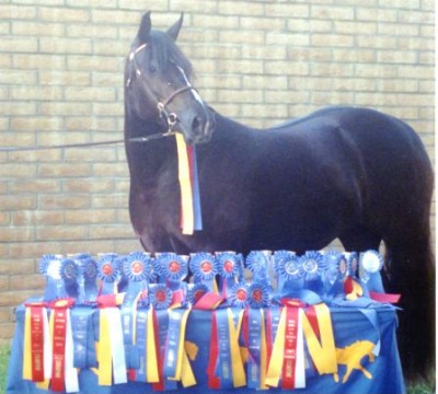 *Sydenham Gardenia - Welsh Cob Mare