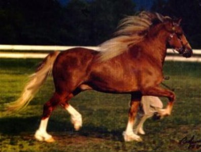 Goldhills Welsh Cob Stallion - *Okeden Taffy