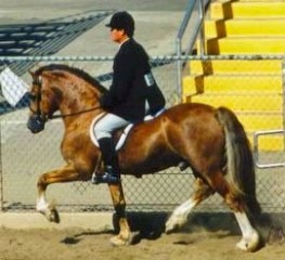 Goldhills Welsh Cob Stallion - *Okeden Taffy