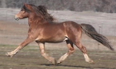 Okeden Taffy - Section D Welsh Cob Stallion