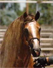 Goldhills Welsh Cob Stallion - *Okeden Taffy