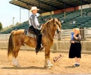 National Champion Welsh Cob - Okeden Taffy