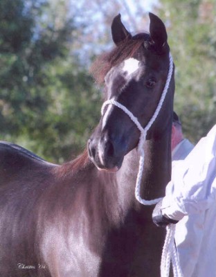 Goldhills High Tea - Section D Welsh Cob filly