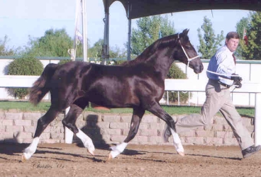 Goldhills High Tea - Section D Welsh Cob filly