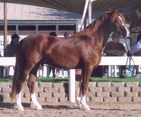 Goldhills Butter Rum - WPCSA National Champion Section D Welsh Cob Gelding