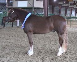 Goldhills Butter Rum - National Champion Section D Welsh Cob Gelding