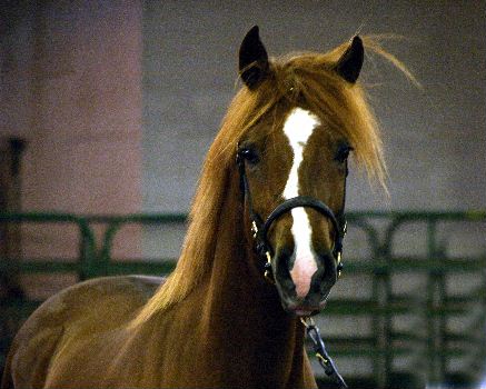 Goldhills Butter Rum - National Champion Section D Welsh Cob Gelding