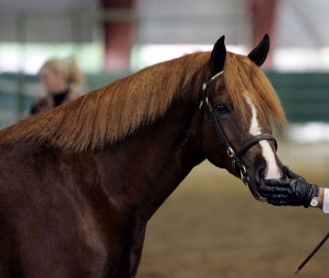 Goldhills Butter Rum - Section D Welsh Gelding - National Champion