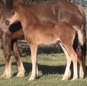 Goldhills Toffee - Section D Welsh Filly