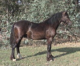 Goldhills Gin-n-Tonic - Section D Welsh Cob Colt