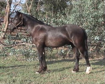 Goldhills Gin-n-Tonic - Section D Welsh Cob Colt