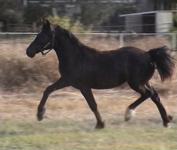 Goldhills Gin-n-Tonic - Section D Welsh Cob Colt