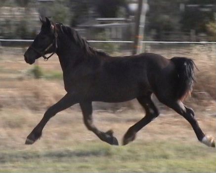 Goldhills Gin-n-Tonic - Section D Welsh Cob colt