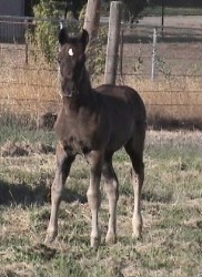 Goldhills Gin-n-Tonic - Section D Welsh cob colt