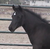 Goldhills Gin-n-Tonic - Section D Welsh Cob colt