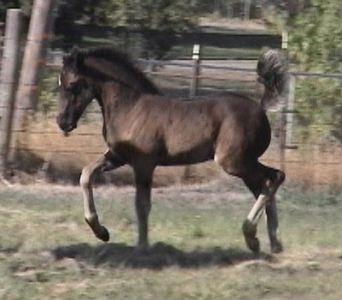 Goldhills Gin-n-Tonic - section D Welsh Cob colt