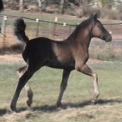 Goldhills Gin-n-Tonic - Section D Welsh Cob colt